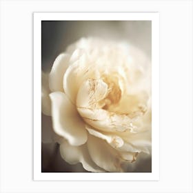 Peony in soft light Art Print