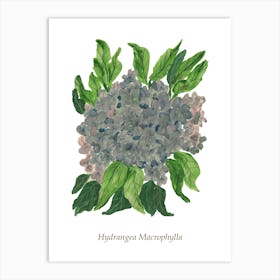 Hydrangea Macrophylla 1 Art Print