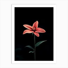 Pink Lily 2 Art Print