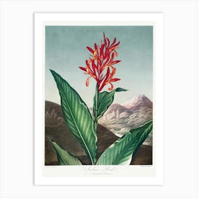 Indian Reed From The Temple Of Flora (1807), Robert John Thornton Art Print
