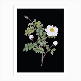Vintage White Burnet Roses Botanical Illustration on Solid Black n.0735 Art Print