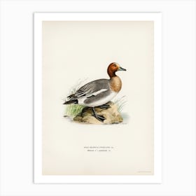 Eurasian Wigeon, The Von Wright Brothers Art Print