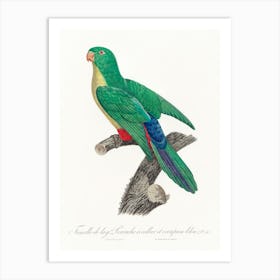 Crossbreed Between Rose Ringed Parakeet And Blue Rumped Parrot, Female From Natural History Of Parrots, Francois Levaillant Art Print