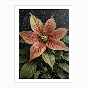 Poinsettia no1 Art Print