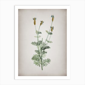 Vintage Spanish Lavender Botanical on Parchment n.0303 Art Print