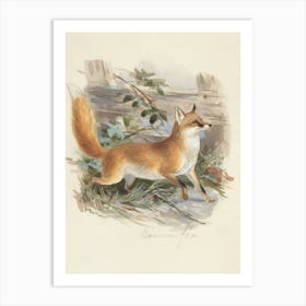 Red Fox 2 Art Print