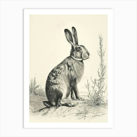 Belgian Hare Drawing 1 Art Print