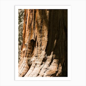 Redwood Tree Trunk Art Print