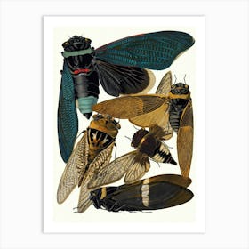 Vintage Cicada Art Print