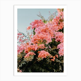 Pink Bougainvillea, flowers in Puglia, Italy| travel photography Art Print