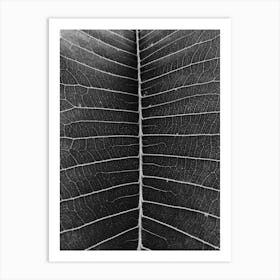 Leaf In Black And White Art Print