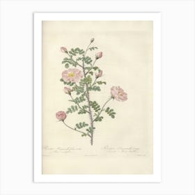 Rose Illustration, Pierre Joseph Redoute (66) Art Print