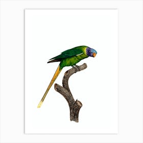 Vintage Plum Headed Parakeet Bird Illustration on Pure White n.0036 Art Print