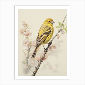 Vintage Bird Drawing Yellowhammer 2 Art Print
