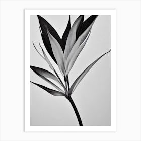 Bird Of Paradise B&W Pencil 3 Flower Art Print