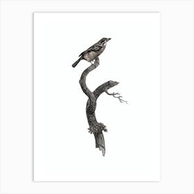 Vintage Barbet Bird Illustration on Pure White Art Print