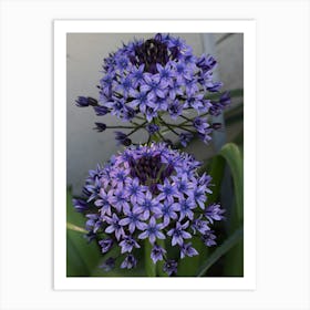 Allium Art Print