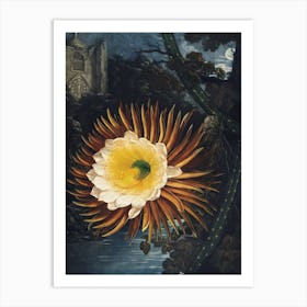 Vintage Thornton 2 Blowing Cereus Art Print