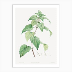 White Dead Nettle From La Botanique de J. J. Rousseau, Pierre Joseph Redoute Art Print