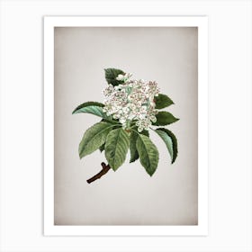 Vintage Shipova Botanical on Parchment n.0155 Art Print