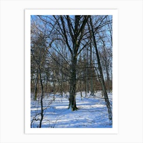 Winter In The Woods 13 Art Print