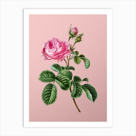 Vintage Provence Rose Botanical on Soft Pink n.0540 Art Print