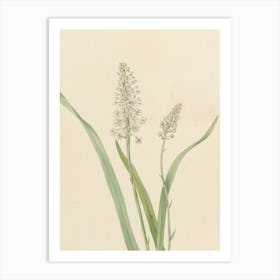 Hyacinth 1 Art Print