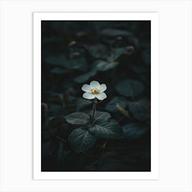 White Flower In The Dark 35 Art Print