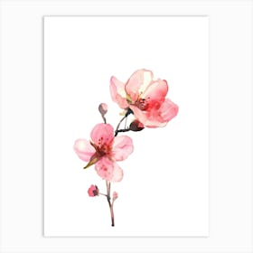 Watercolor Cherry Blossoms Art Print