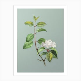 Vintage Black Haw Botanical Art on Mint Green Art Print