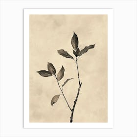 Casablanca Flower Market Boho Minimalist Style Art Print