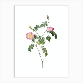 Vintage Pink Austrian Copper Rose Botanical Illustration on Pure White n.0923 Art Print
