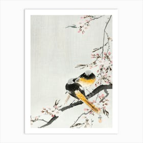 Two Sable Red Tails With Cherry Blossom (1900 1936), Ohara Koson Art Print
