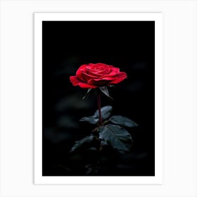 Single Red Rose On Black Background 22 Art Print