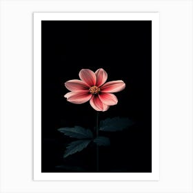 Single Pink Dahlia Flower Art Print