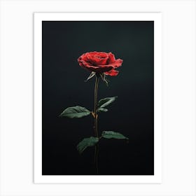 Single Red Rose 17 Art Print