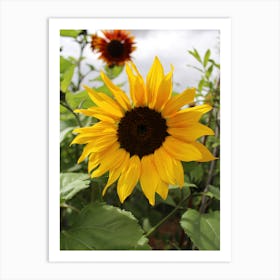 Sunflower Art Print