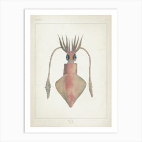 Vintage Vérany 2 Loligo Vulgaris Art Print