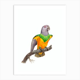 Vintage Senegal Parrot Bird Illustration on Pure White n.0025 Art Print