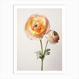 Pressed Flower Botanical Art Ranunculus 2 Art Print
