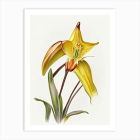 Trout Lily Wildflower Watercolour Art Print