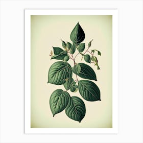 Lonicera Leaf Vintage Botanical Art Print