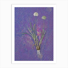 Vintage Allium Carolinianum Botanical Illustration on Veri Peri Art Print