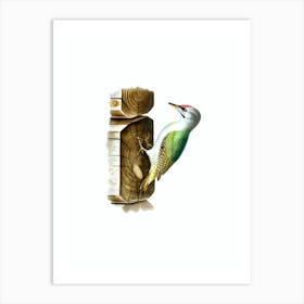 Vintage Grey Headed Woodpecker Bird Illustration on Pure White Art Print