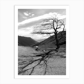 Lonely Tree - New Zealand Art Print