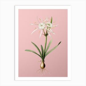 Vintage Streambank Spiderlily Botanical on Soft Pink Art Print