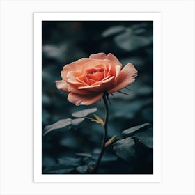 Peach Rose 3 Art Print