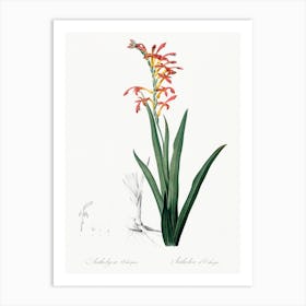 Antholyza Aethiopica, Pierre Joseph Redoute Art Print