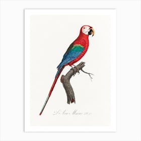 Scarlet Macao From Natural History Of Parrots, Francois Levaillant Art Print