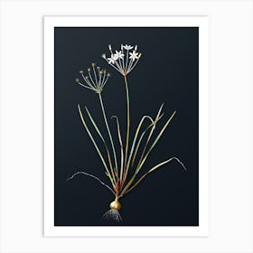 Vintage Allium Straitum Botanical Watercolor Illustration on Dark Teal Blue n.0072 Art Print